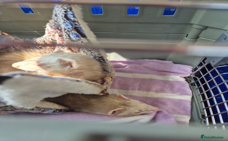 Ferret rodents - Advert 9
