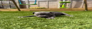 Staffordshire Bull Terrier Puppy 1