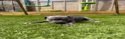 Staffordshire Bull Terrier dogs for sale: Staffordshire bull terriers for sale  - Advert 6