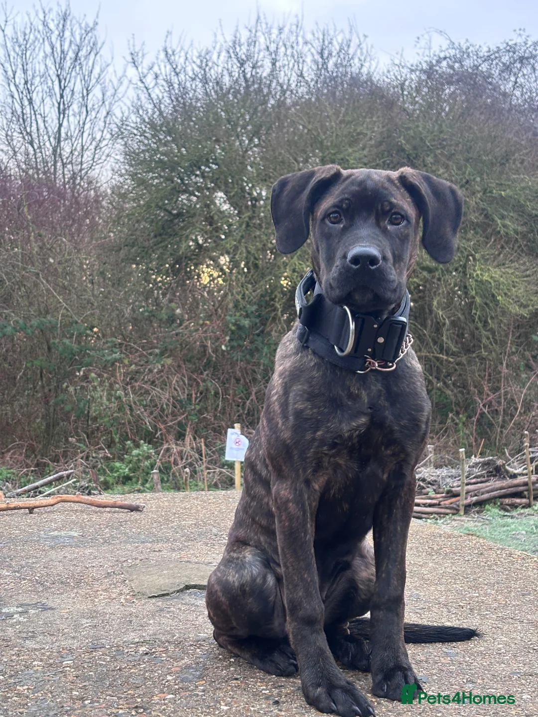 Mixed Breed dogs for sale: Came corso x Rottweiler mix - Advert 4