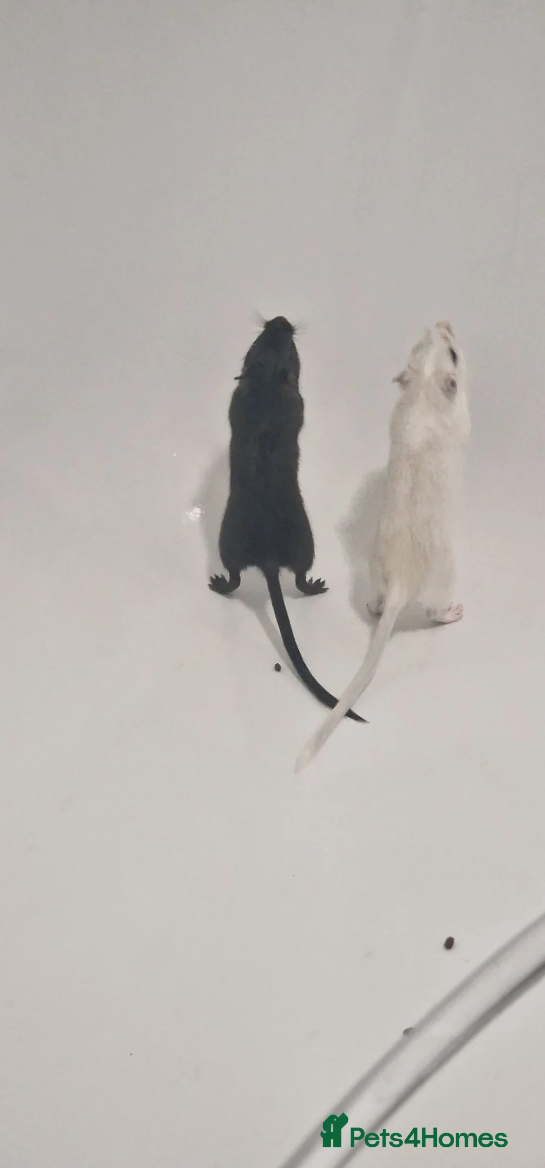 Gerbil rodents for sale: 2 paired gerbils and set up!  - Advert 1