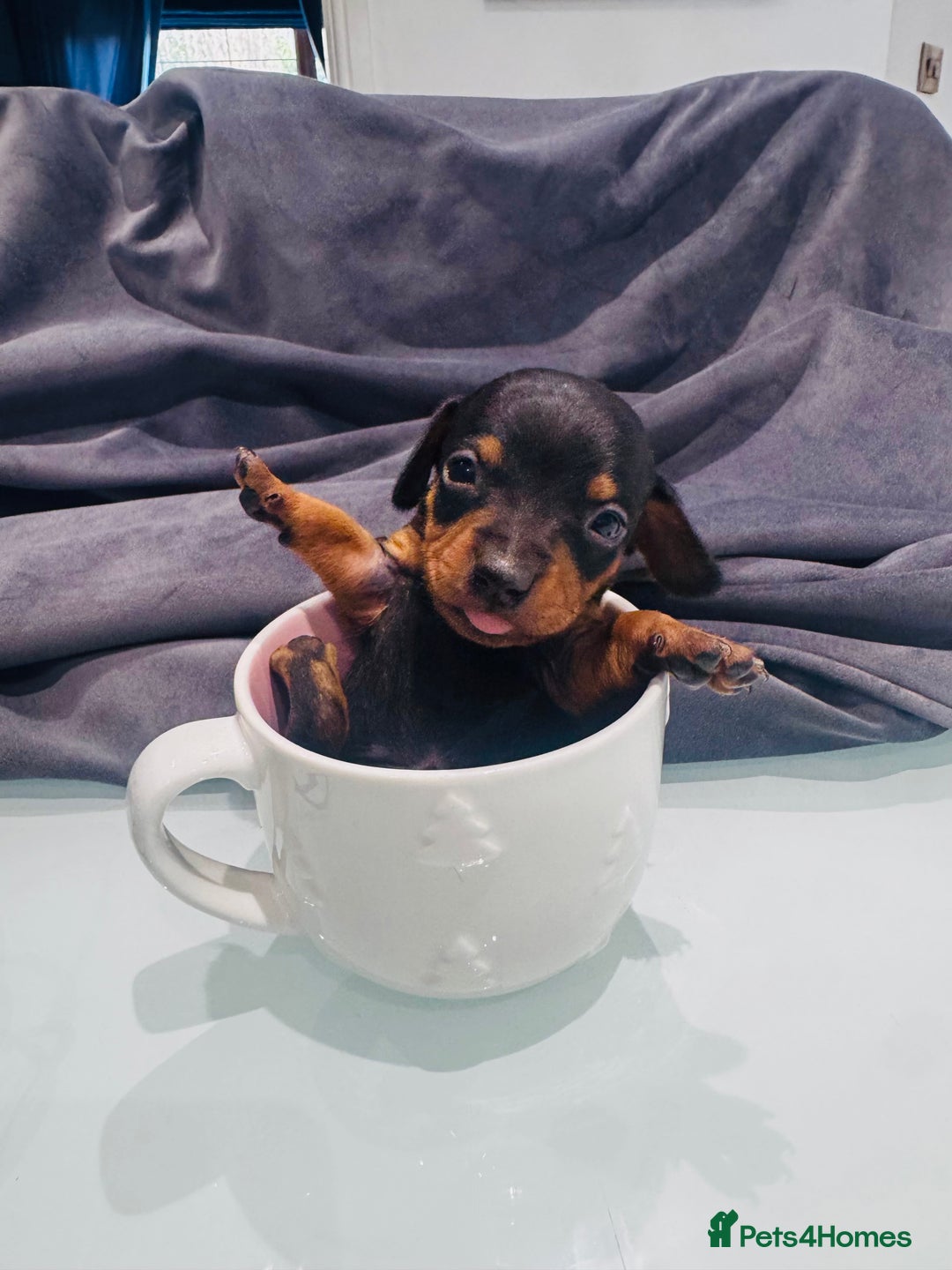 Mixed Breed dogs for sale: Miniature Jackshunds ✨ - Advert 3