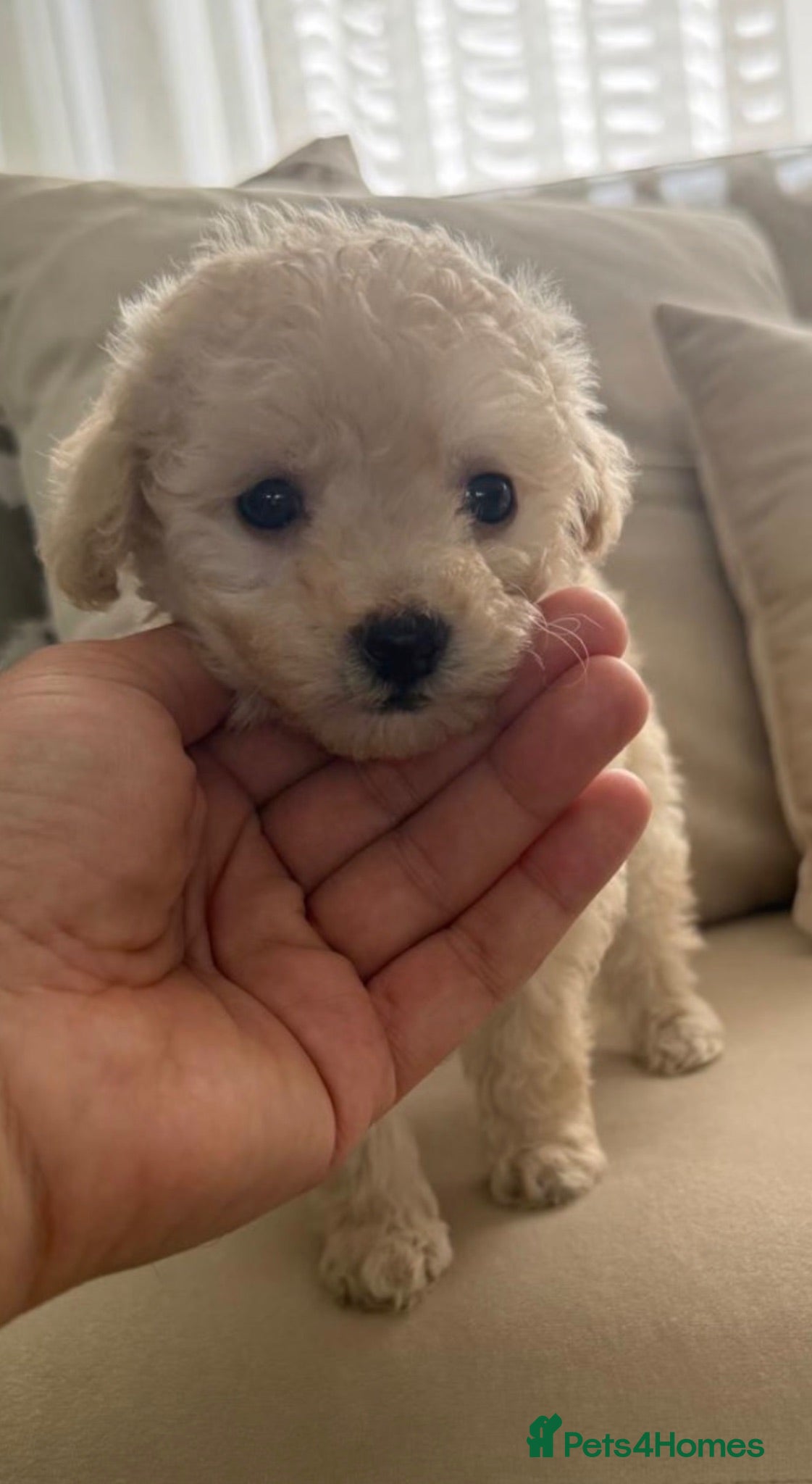 Toy Poodle dogs Already trained little Toy Poodles 🐶🐶 - Advert 1