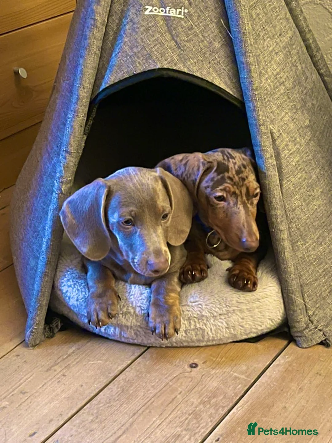 Miniature Dachshund dogs for stud: Dapple Stud. - Advert 4