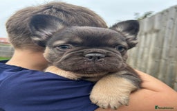 French Bulldog dogs for sale: 4 French bulldog puppies  - Image 4