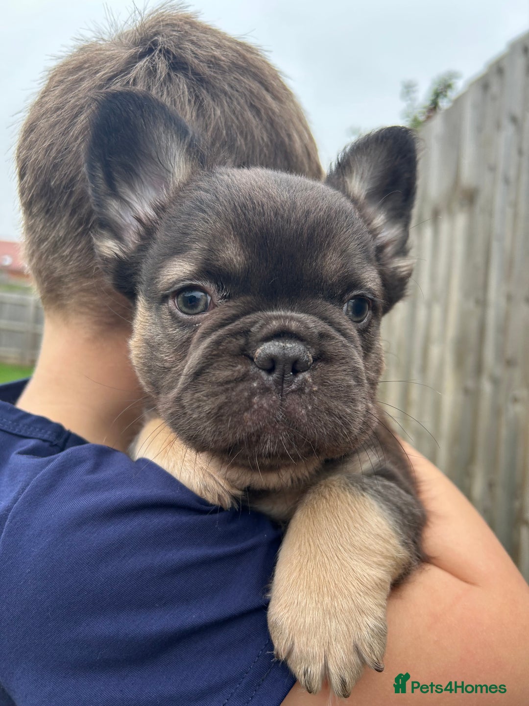 French Bulldog dogs for sale: 4 French bulldog puppies  - Image 4