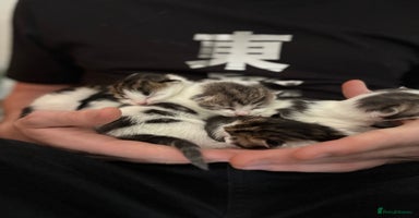 Mixed Breed cats - Advert 6
