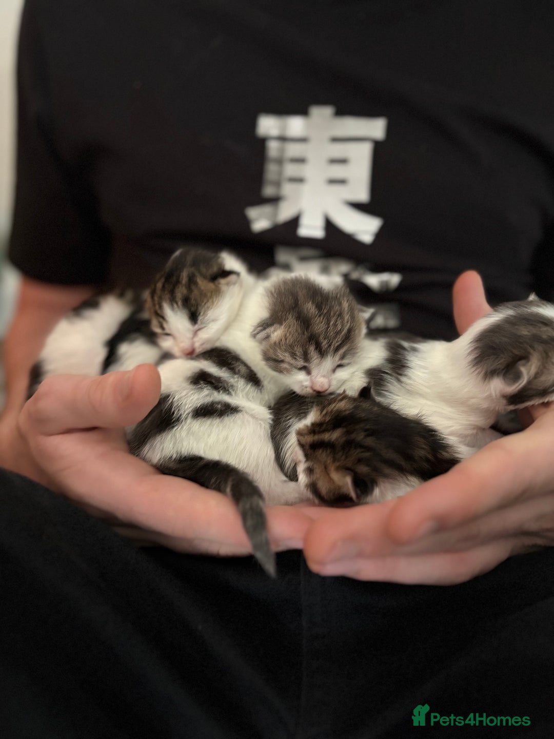 Mixed Breed cats for sale: 5 wee kittens needing homes. - Image 2