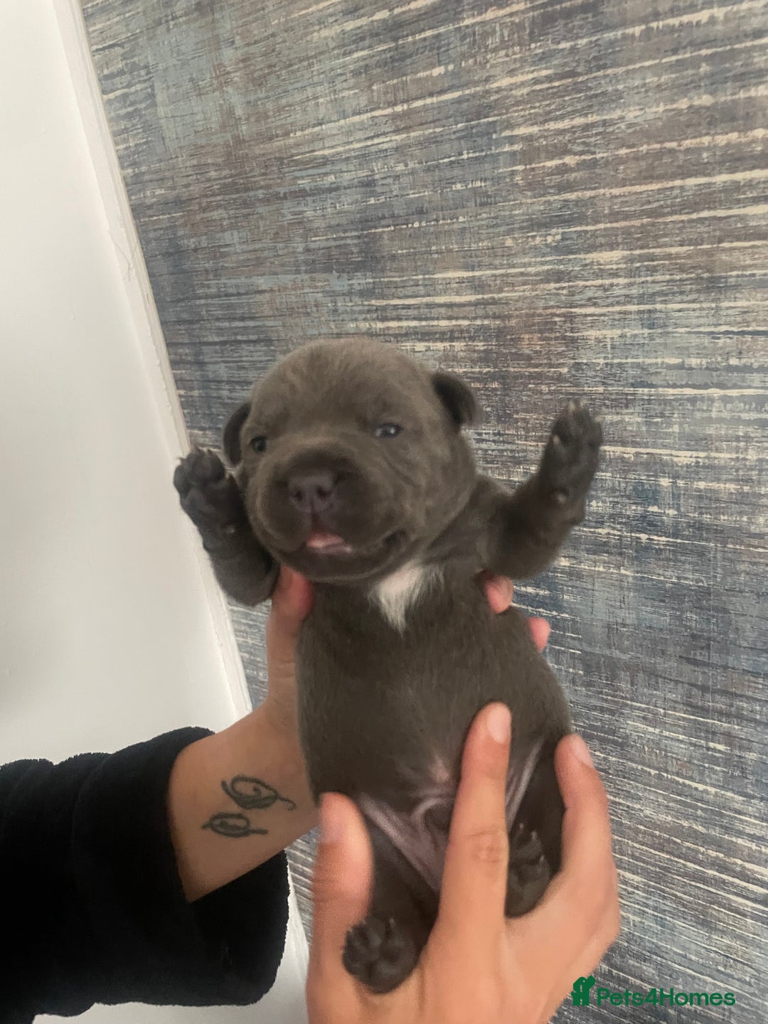 Staffordshire Bull Terrier dogs for sale: Blue Staffordshire bull terrier kc registered ❗️ - Image 22