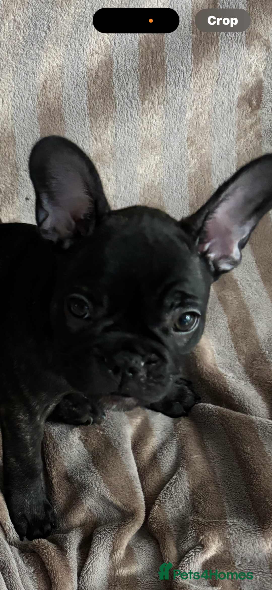 French Bulldog dogs for sale: French Bulldog puppies  - Image 6
