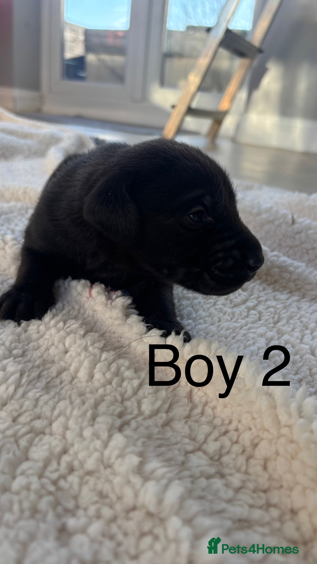 Labrador Retriever dogs for sale: KC registered Labrador pups - Advert 15