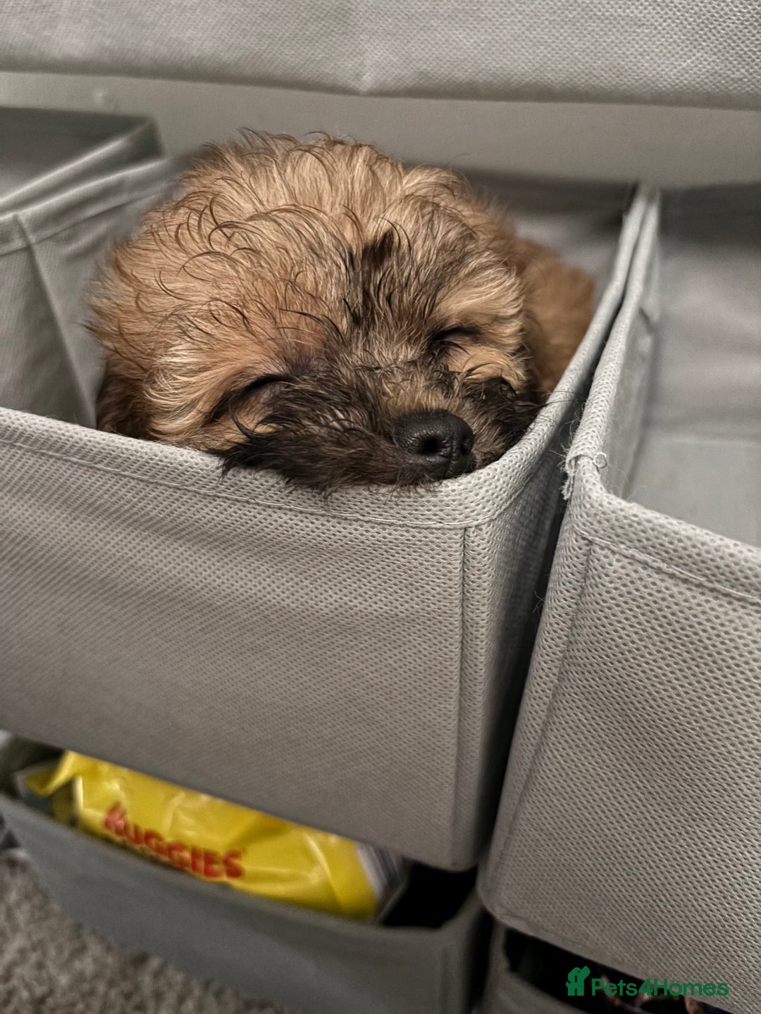 Shihpoo dogs for sale: 5 month old Rosie  - Image 5