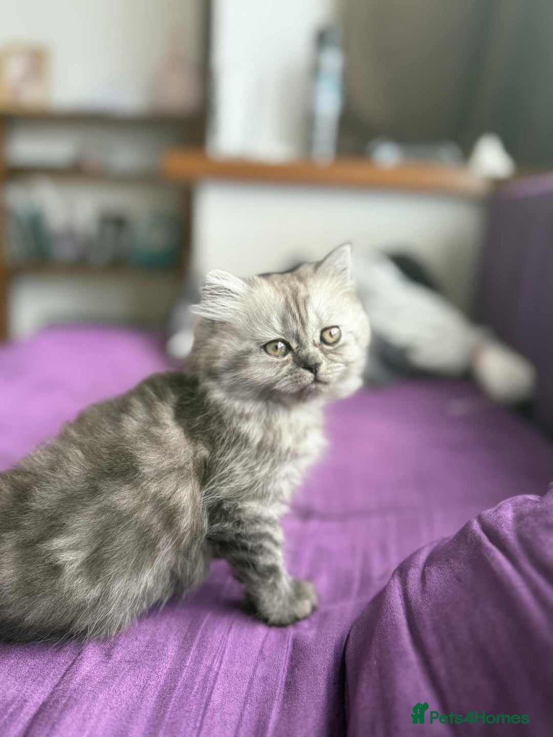 Persian cats for sale: Adorable 9Week Old Kitten Ready for a Loving Home  - Image 1