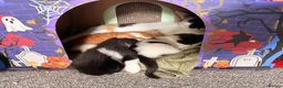 British Longhair cats for sale: Chunky long haired kittens  - Advert 12