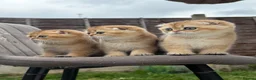 Scottish Fold cats for sale: British golden cat - Advert 13