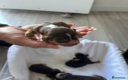 Cocker Spaniel dogs for sale: ✨show type cocker spaniel✨ - Image 18