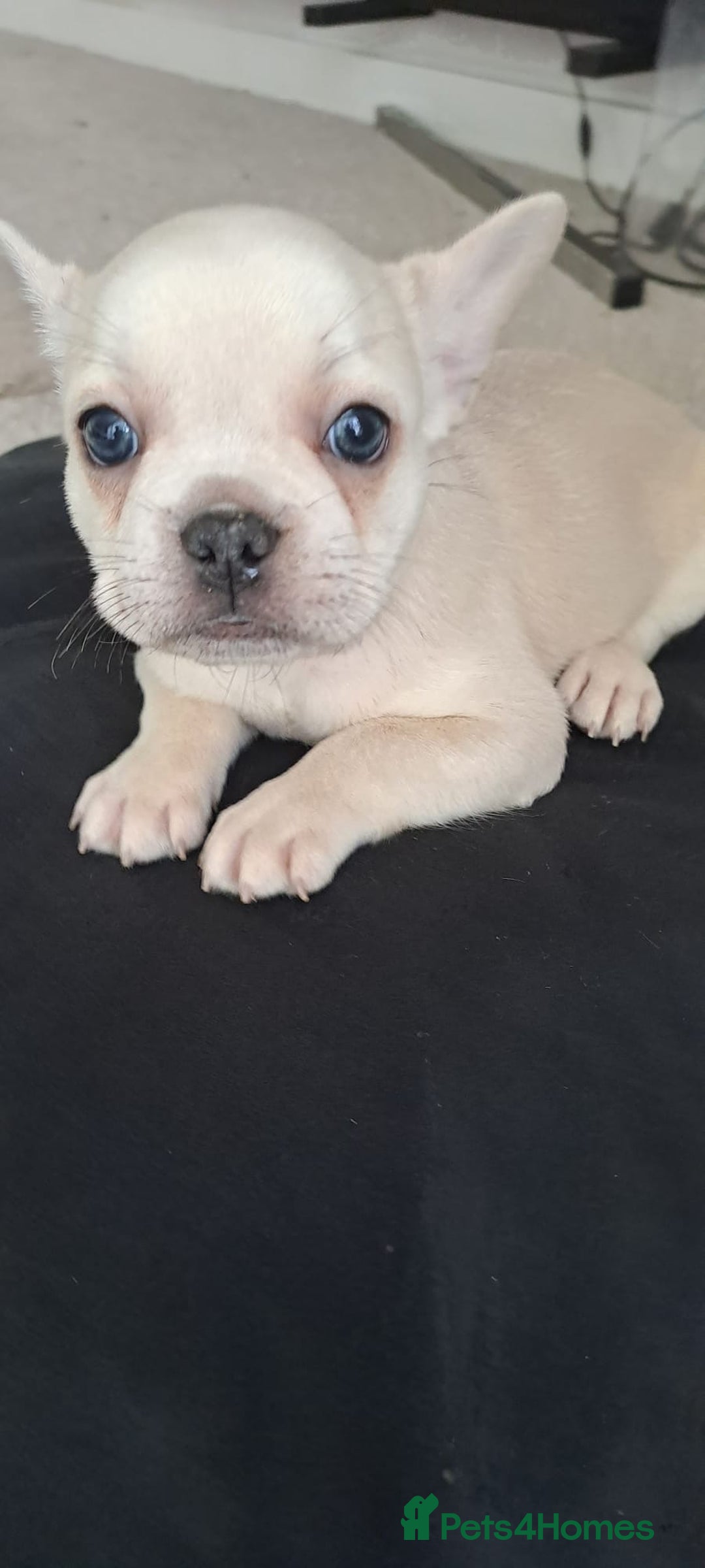 French Bulldog dogs for sale: Chunky french bulldog - Advert 13
