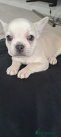 French Bulldog dogs Chunky french bulldog - Advert 13