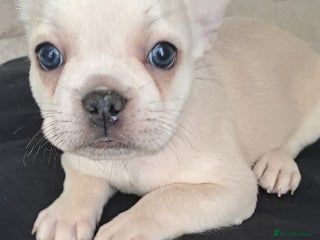 French Bulldog dogs LAST GIRL LEFT looking for her forever home x - Advert 6