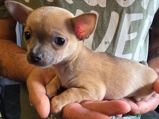 Chihuahua dogs 2 Chihuahua puppies left,ready now - Advert 1