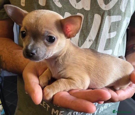 Chihuahua dogs 2 Chihuahua puppies left,ready now - Advert 1