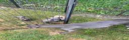 Whippet dogs for sale: Beautiful blue/brindle Whippets  - Advert 21
