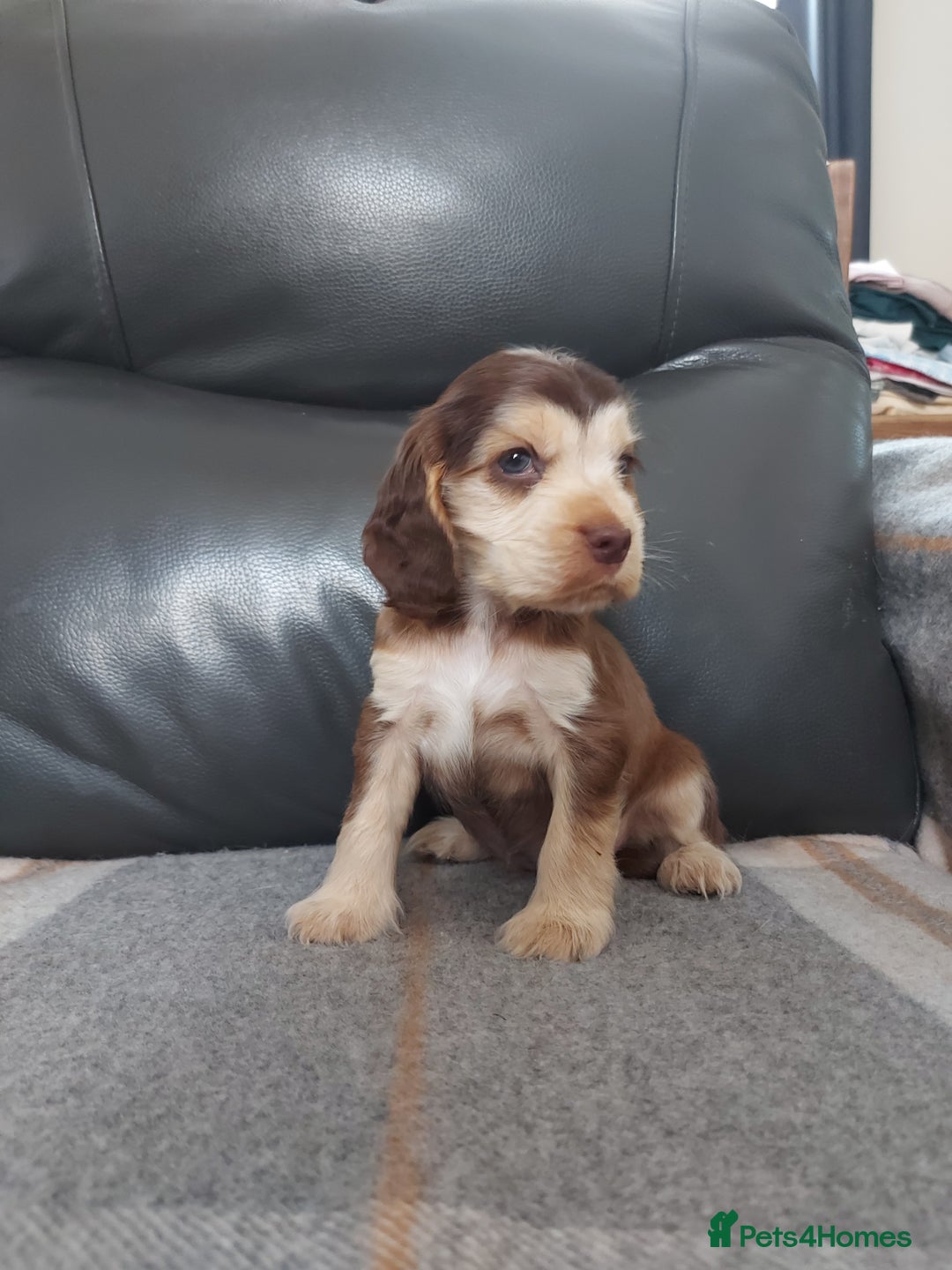 Cocker Spaniel dogs for sale: 8 beautiful kc reg show cocker puppy for sale - Image 15