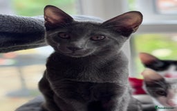 Oriental cats for sale: Ready now! Beautiful oriental mix kittens  - Image 27