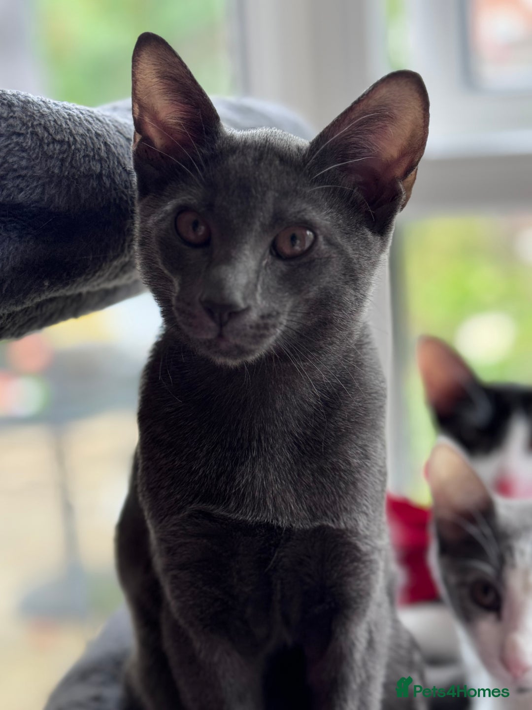 Oriental cats for sale: Ready now! Beautiful oriental mix kittens  - Image 27