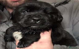 Mixed Breed dogs for sale: Beautiful Newfoundland cross  - Image 1