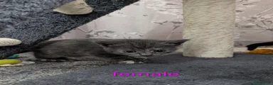 Grey Female