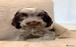 Cocker Spaniel dogs for sale: KC Registered Show Cocker Spaniel Puppies  - Image 7