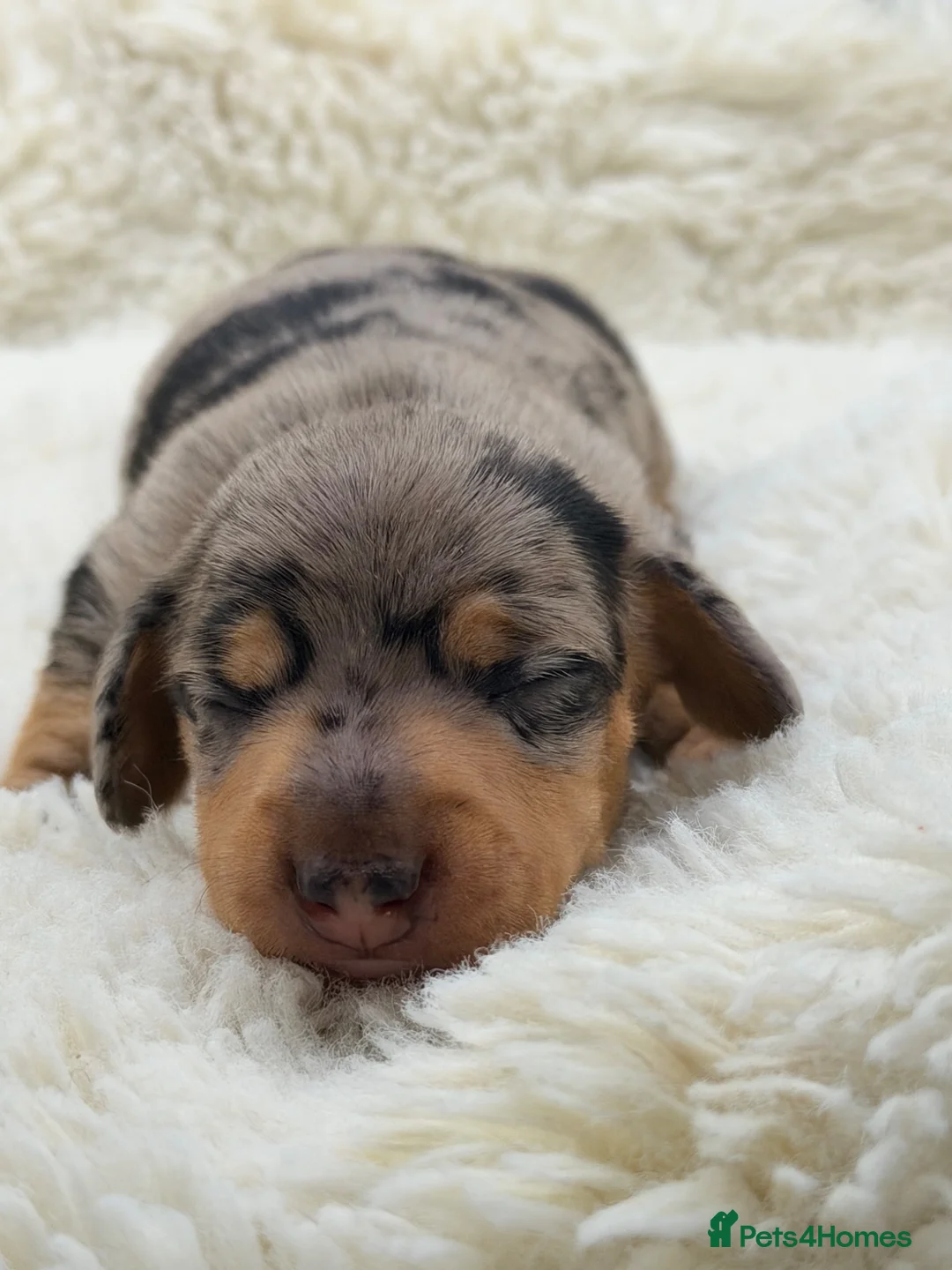 Miniature Dachshund dogs for sale: KC Champion Lines Miniature Dachshunds  - Advert 8