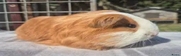 Guinea Pig rodents for sale: 2 x sheltie 1 x texel all boys.  - Advert 7