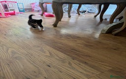 Mixed Breed cats for sale: Beautiful Kittens Ready now  - Image 10