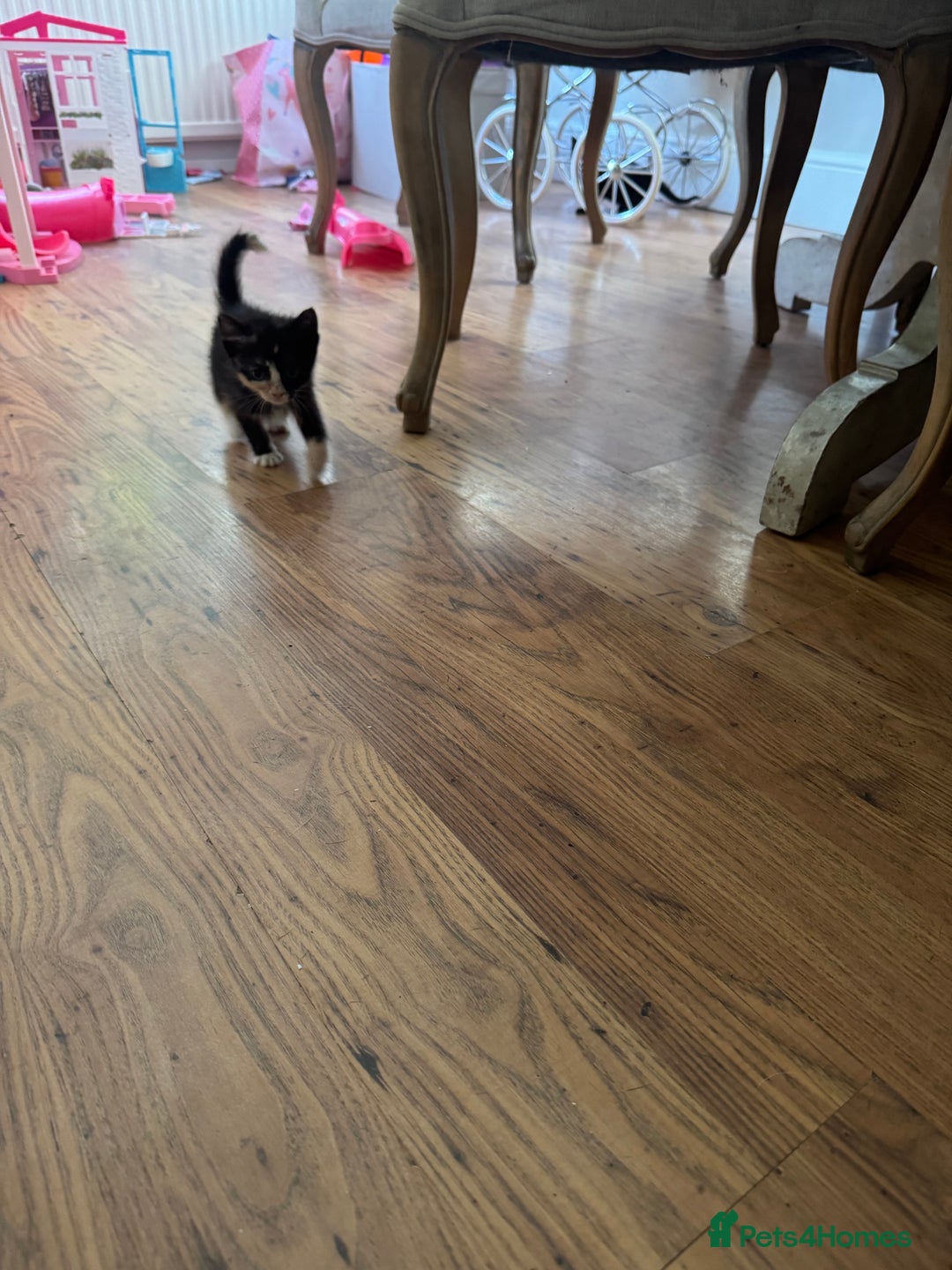 Mixed Breed cats for sale: Beautiful Kittens Ready now  - Image 10