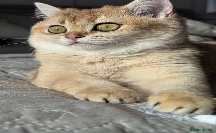British Shorthair cats in Basildon - Advert 2
