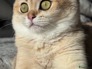 British Shorthair cats in Basildon - Advert 18