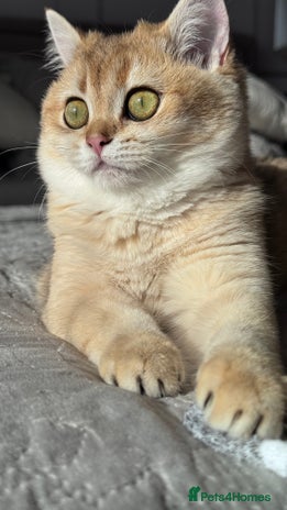 British Shorthair cats in Basildon - Advert 2