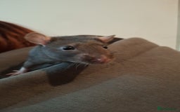 Rat rodents for sale: SOLD  - Image 3