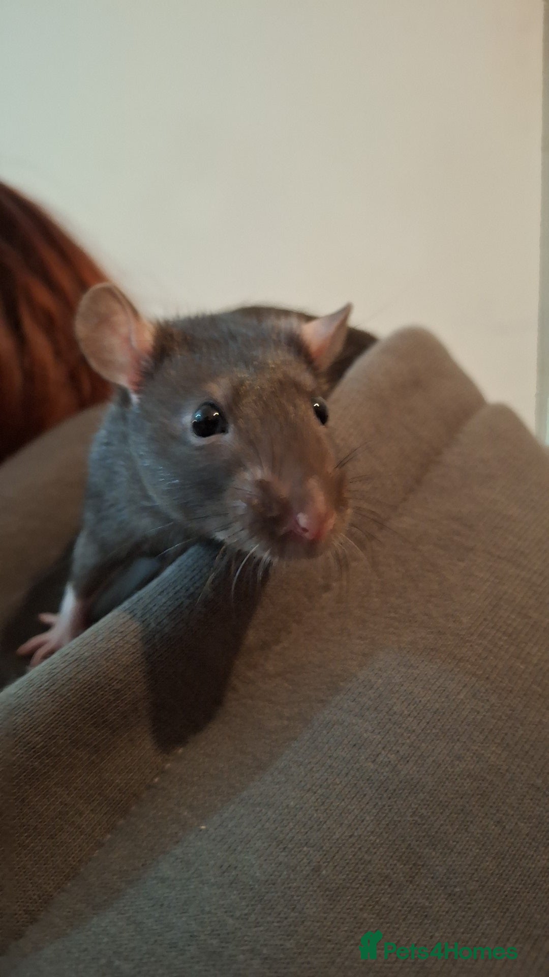 Rat rodents for sale: SOLD  - Image 3