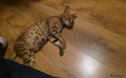 Bengal cats for sale: Stunning bengal female cat 1 year old 🐈  - Image 9