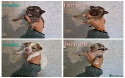Pomchi dogs for sale: Beautiful Pomchi Puppies - Image 1