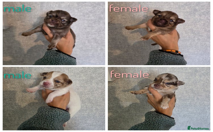 Pomchi dogs - Advert 1
