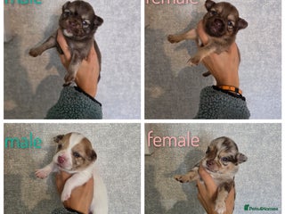 Pomchi dogs - Advert 2
