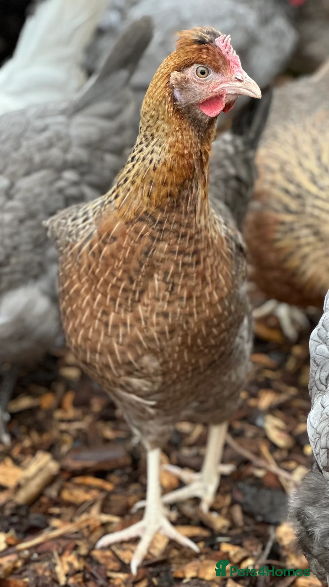 Chickens poultry for sale: Crested Cream Legbar - Blue Egg Layer  in Preston - Advert 3