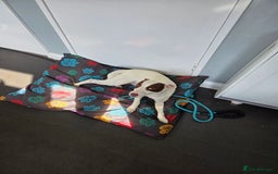 Patterjack dogs for sale: 11month old patterjack - Image 2
