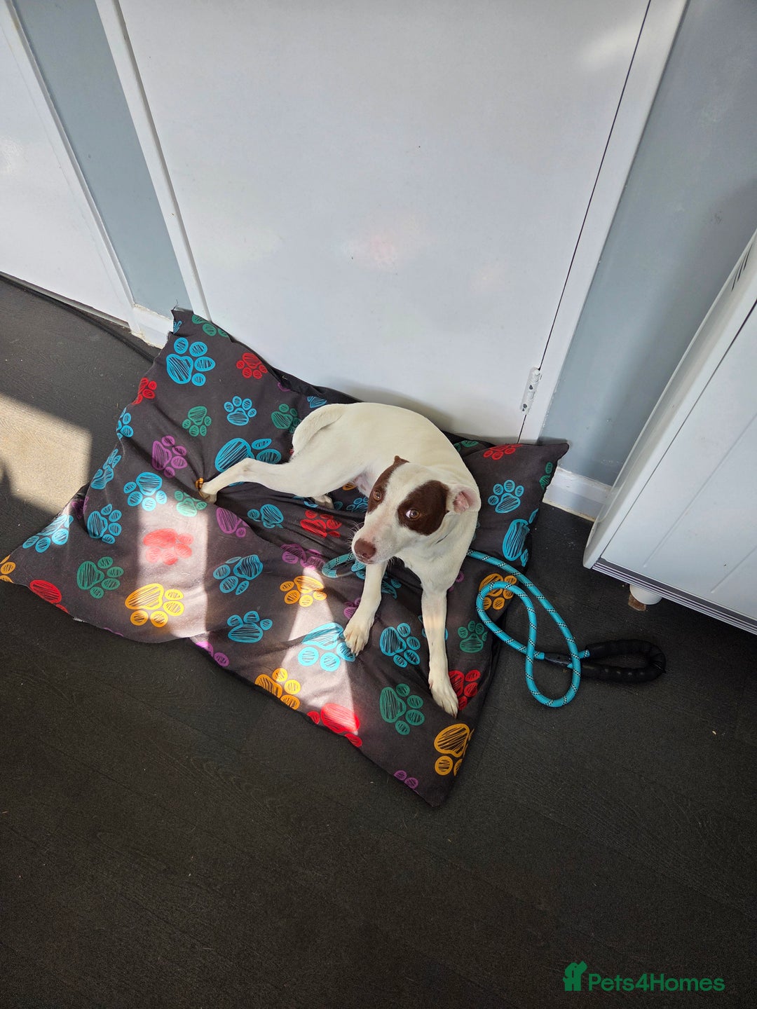 Patterjack dogs for sale: 11month old patterjack - Image 2