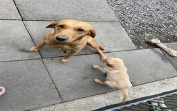 Labrador Retriever dogs for sale: 12 week old KC reg  lab bitch health tested  - Image 4