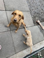 Labrador Retriever dogs - Advert 4